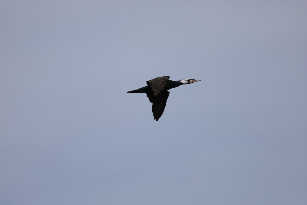 Great Cormorant - ML616159359