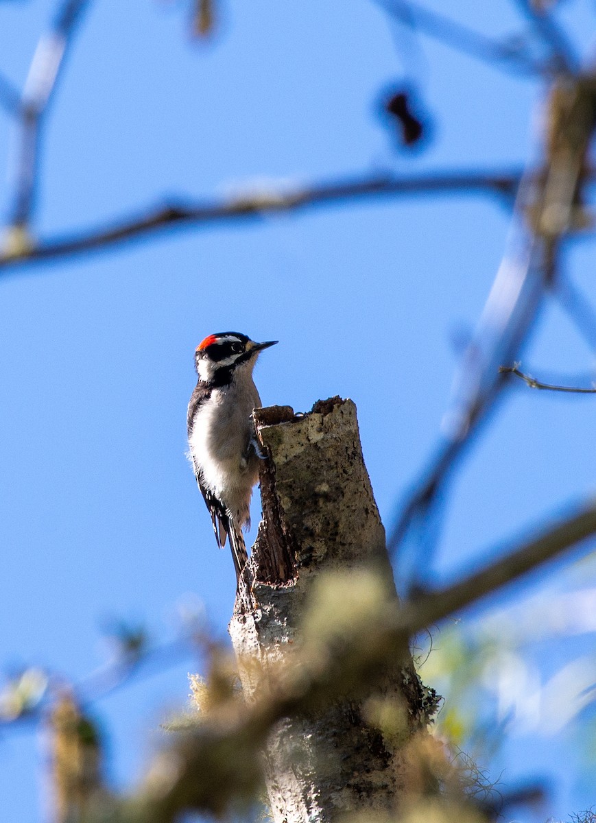 Downy Woodpecker (Pacific) - Noah Eckman