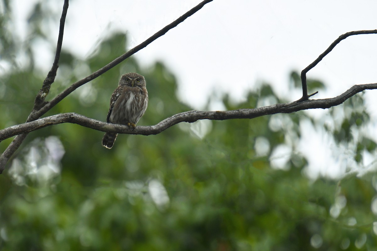 Ferruginous Pygmy-Owl - ML616159456