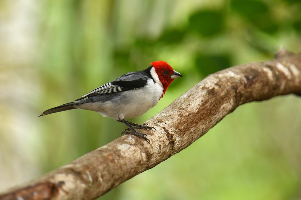 Red-cowled Cardinal - ML616159481
