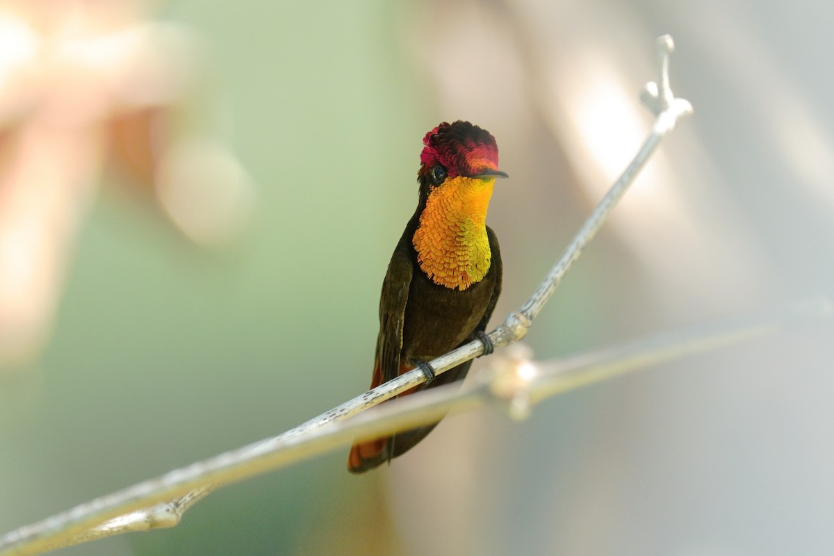 kolibřík červenohlavý - ML616159604
