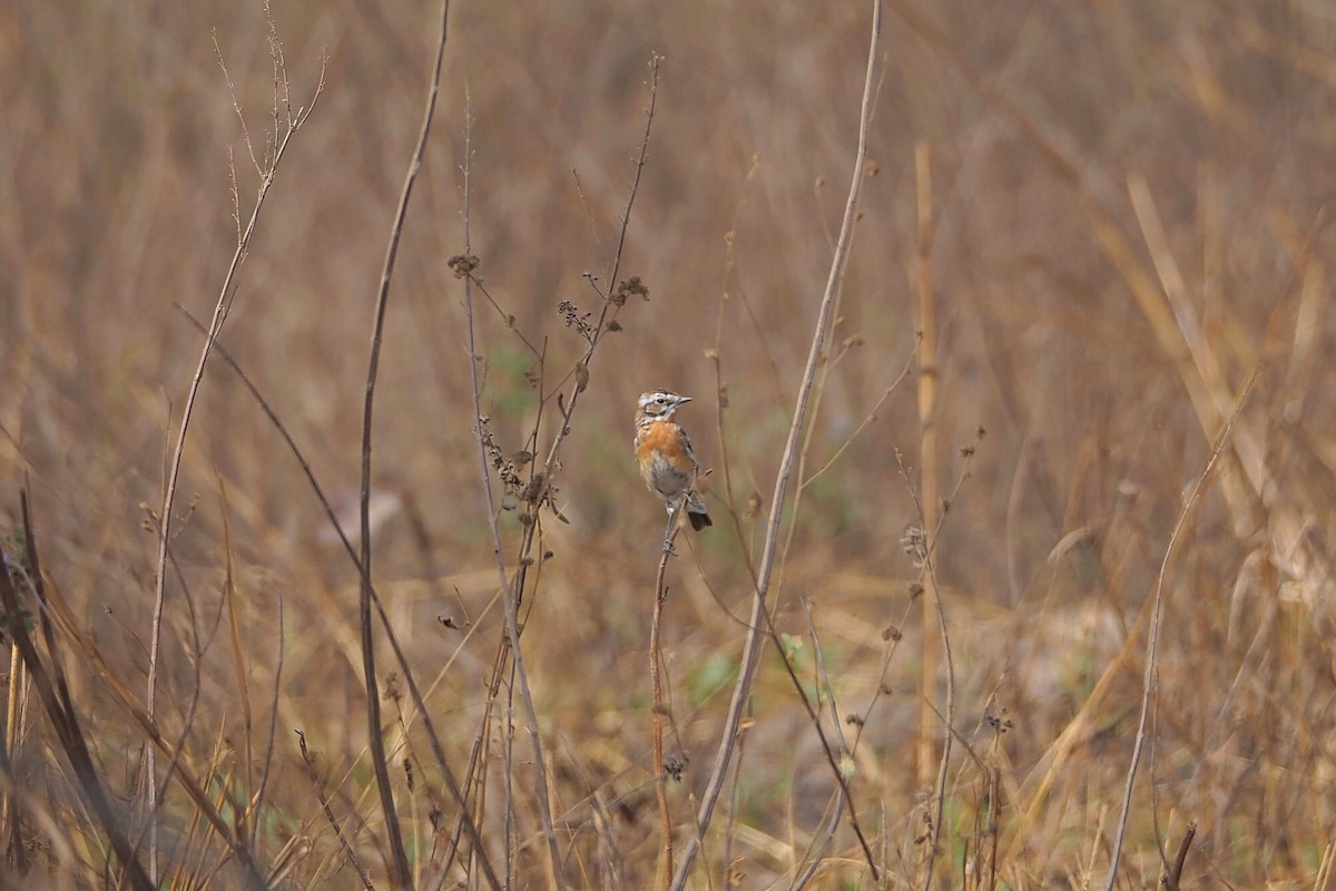 Whinchat - ML616159633