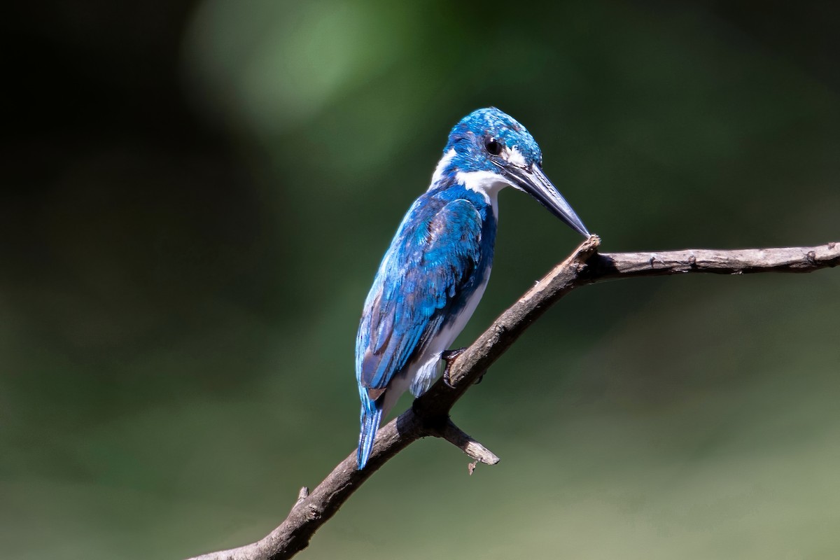 Small Blue Kingfisher - ML616159651