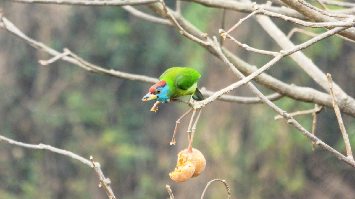 Blue-throated Barbet (Red-crowned) - ML616159658