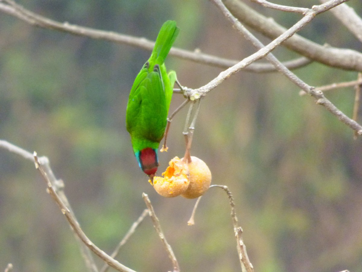 Blue-throated Barbet (Red-crowned) - ML616159660