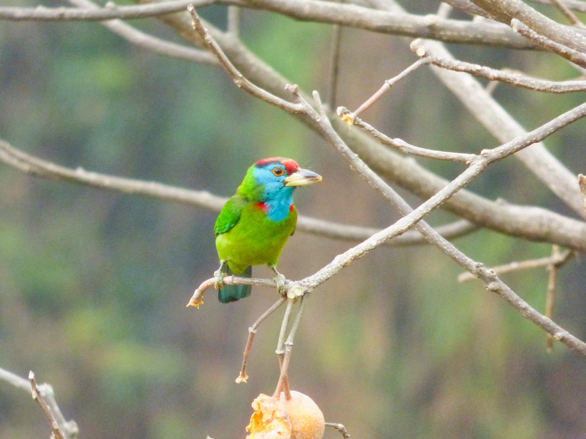 Blue-throated Barbet (Red-crowned) - ML616159661