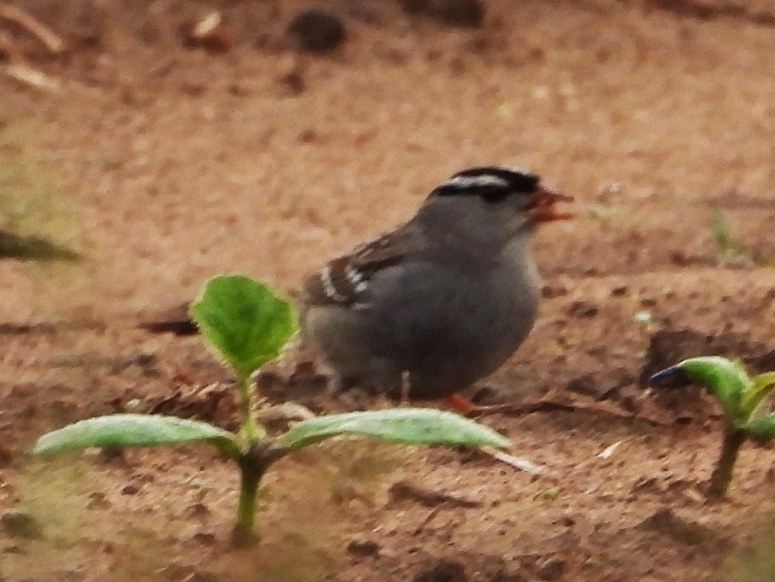 White-crowned Sparrow - ML616159700