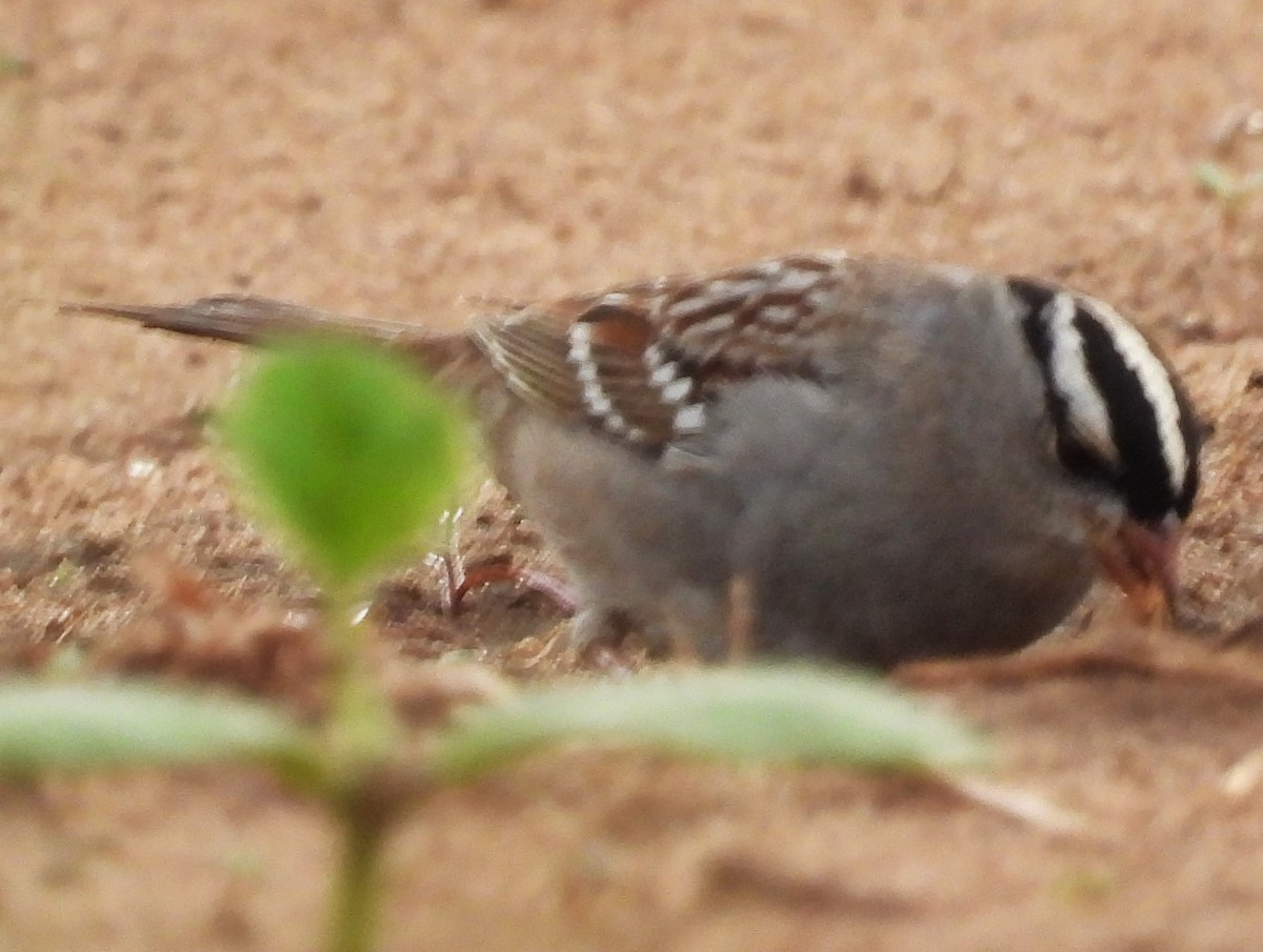 White-crowned Sparrow - ML616159701