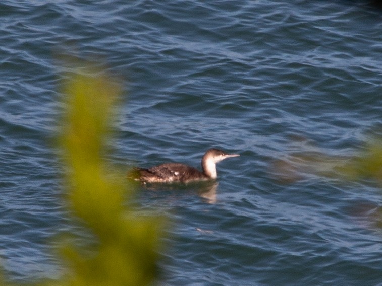 Red-throated Loon - ML616159844