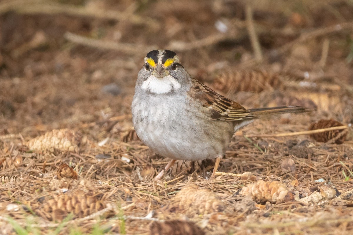 White-throated Sparrow - Lyall Bouchard