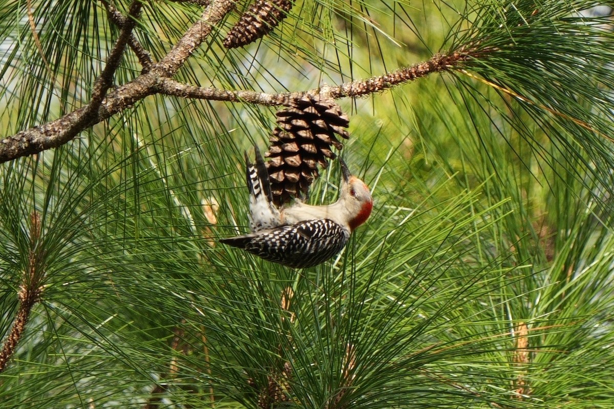 Red-bellied Woodpecker - ML616160020