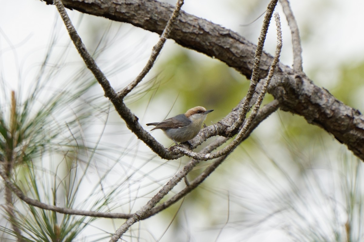 Brown-headed Nuthatch - ML616160042