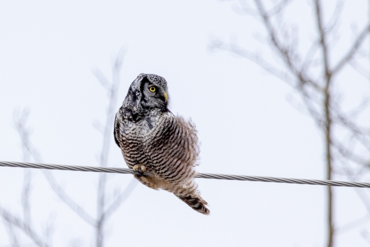 Northern Hawk Owl - ML616160065
