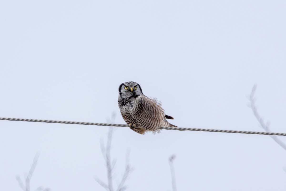 Northern Hawk Owl - ML616160068
