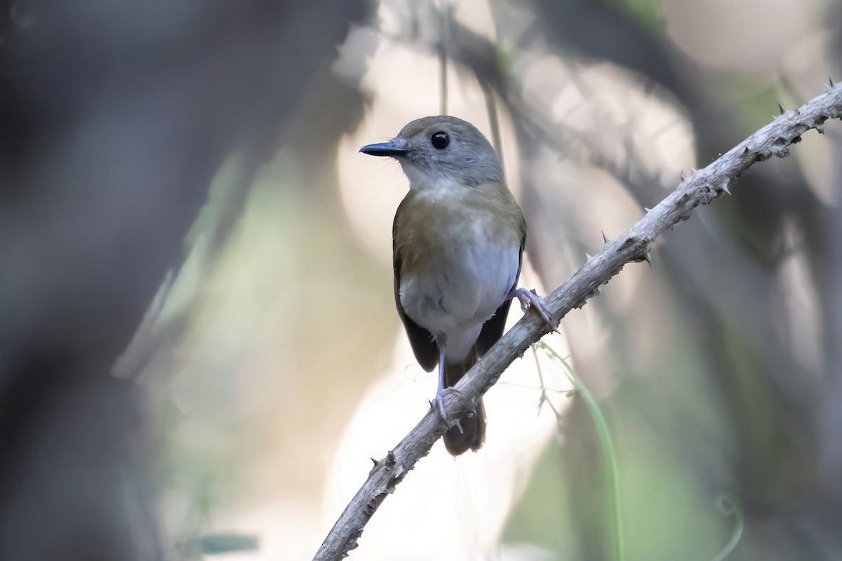 Fulvous-chested Jungle Flycatcher - ML616160170