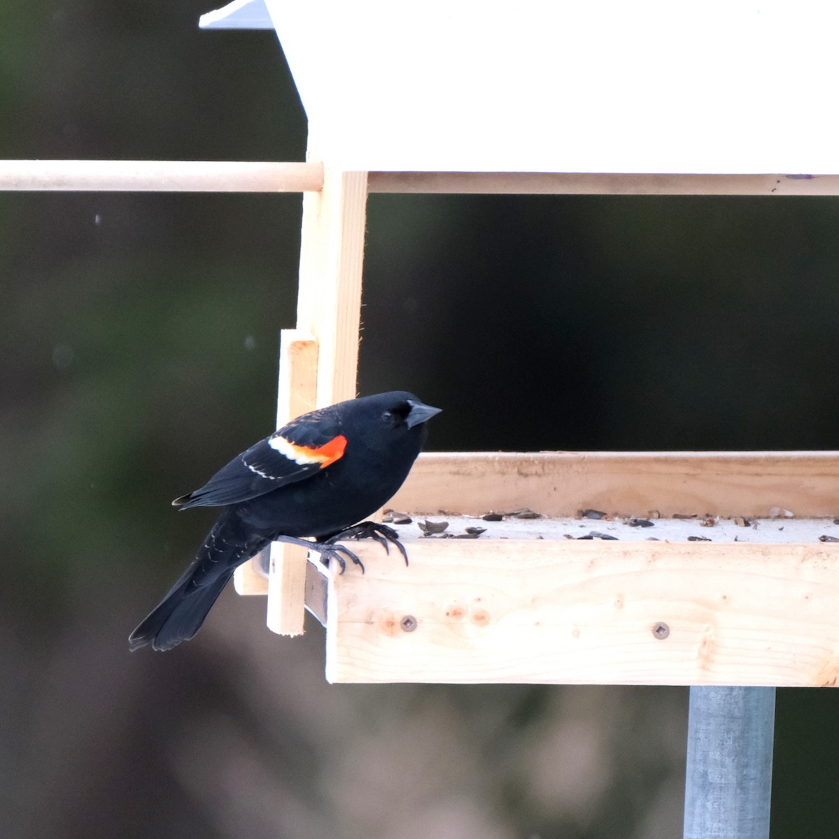 Red-winged Blackbird - ML616160178
