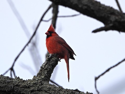 Hotspot of the month -- Kettle Moraine SF--Pike Lake Unit - Wisconsin eBird