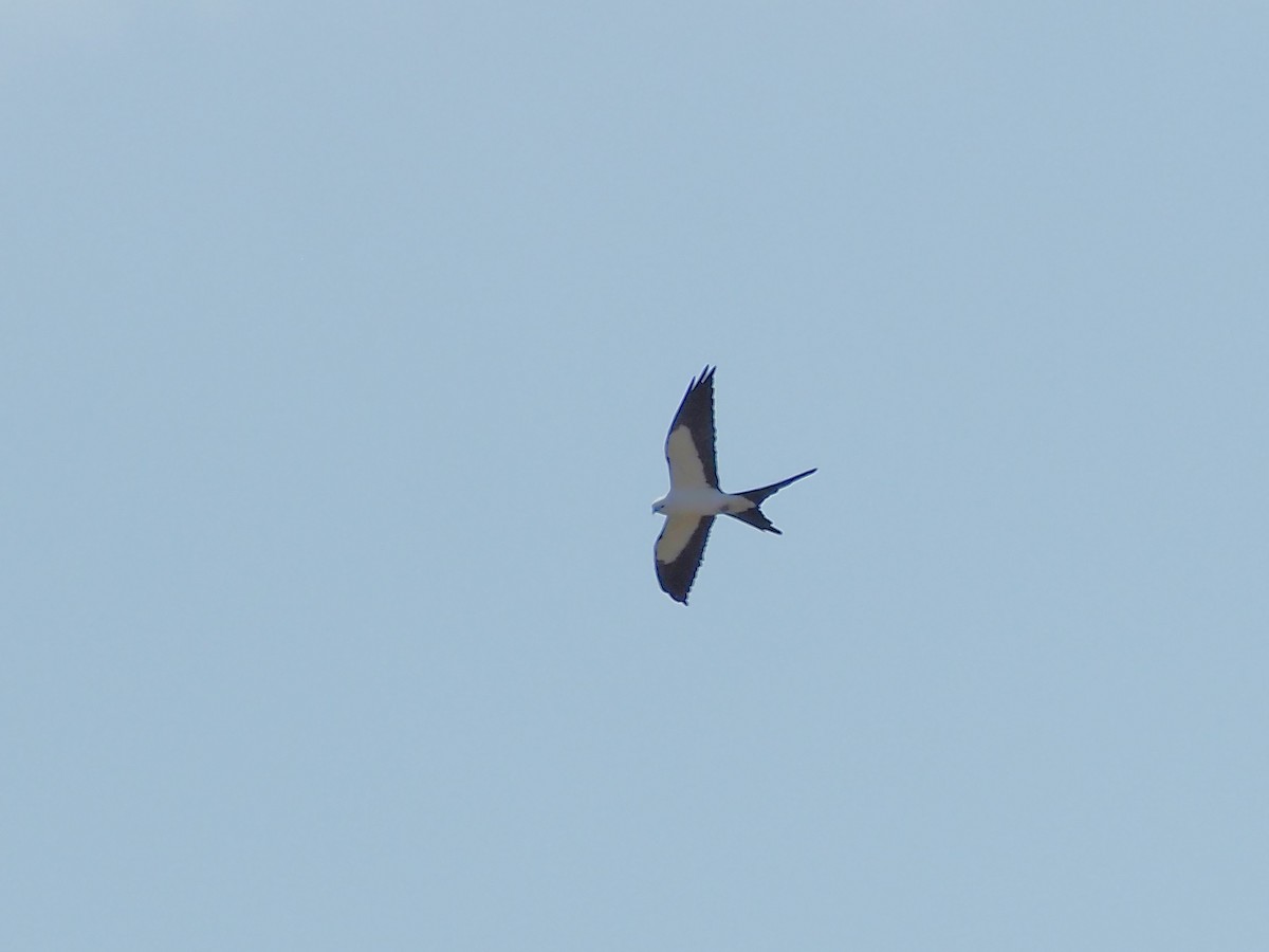 Swallow-tailed Kite - ML616160463