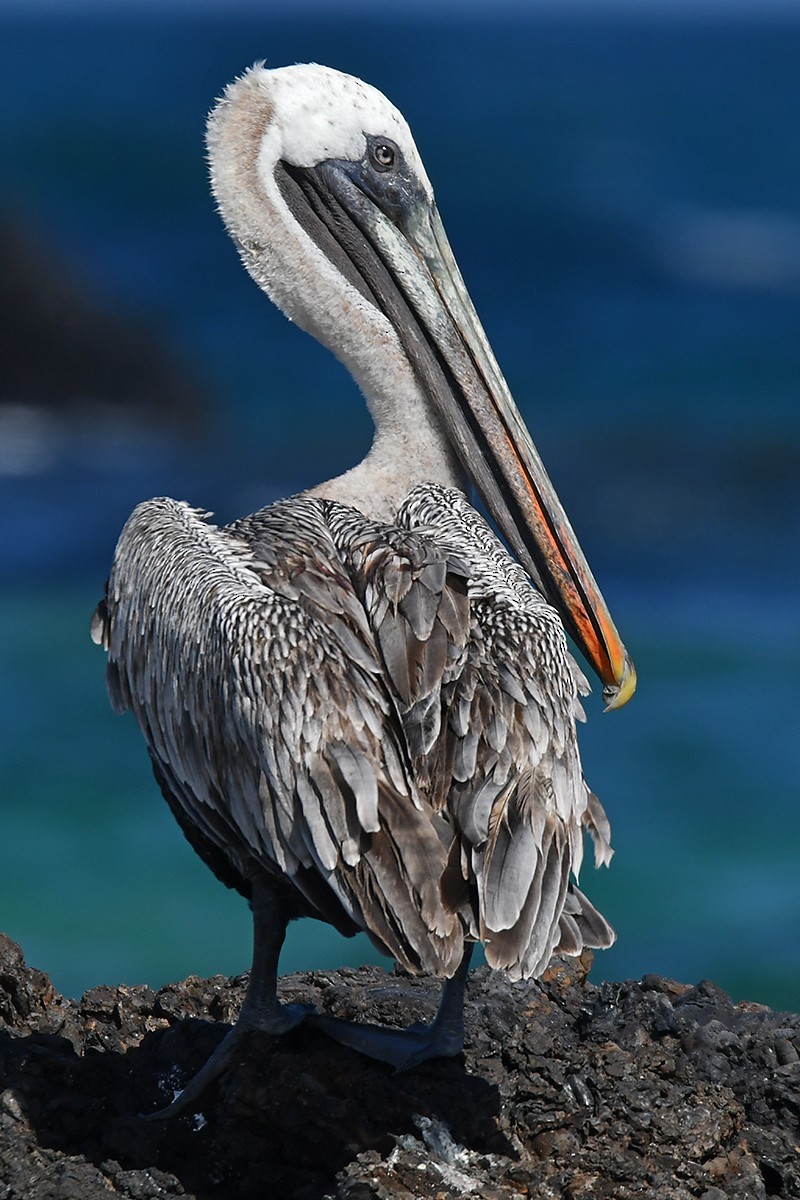 Brown Pelican (Galapagos) - ML616160547