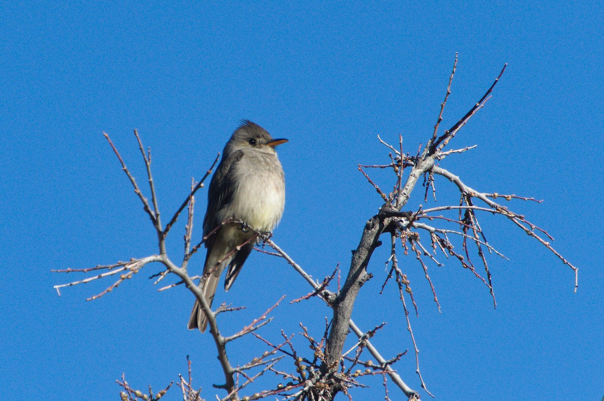 Greater Pewee - ML616160622