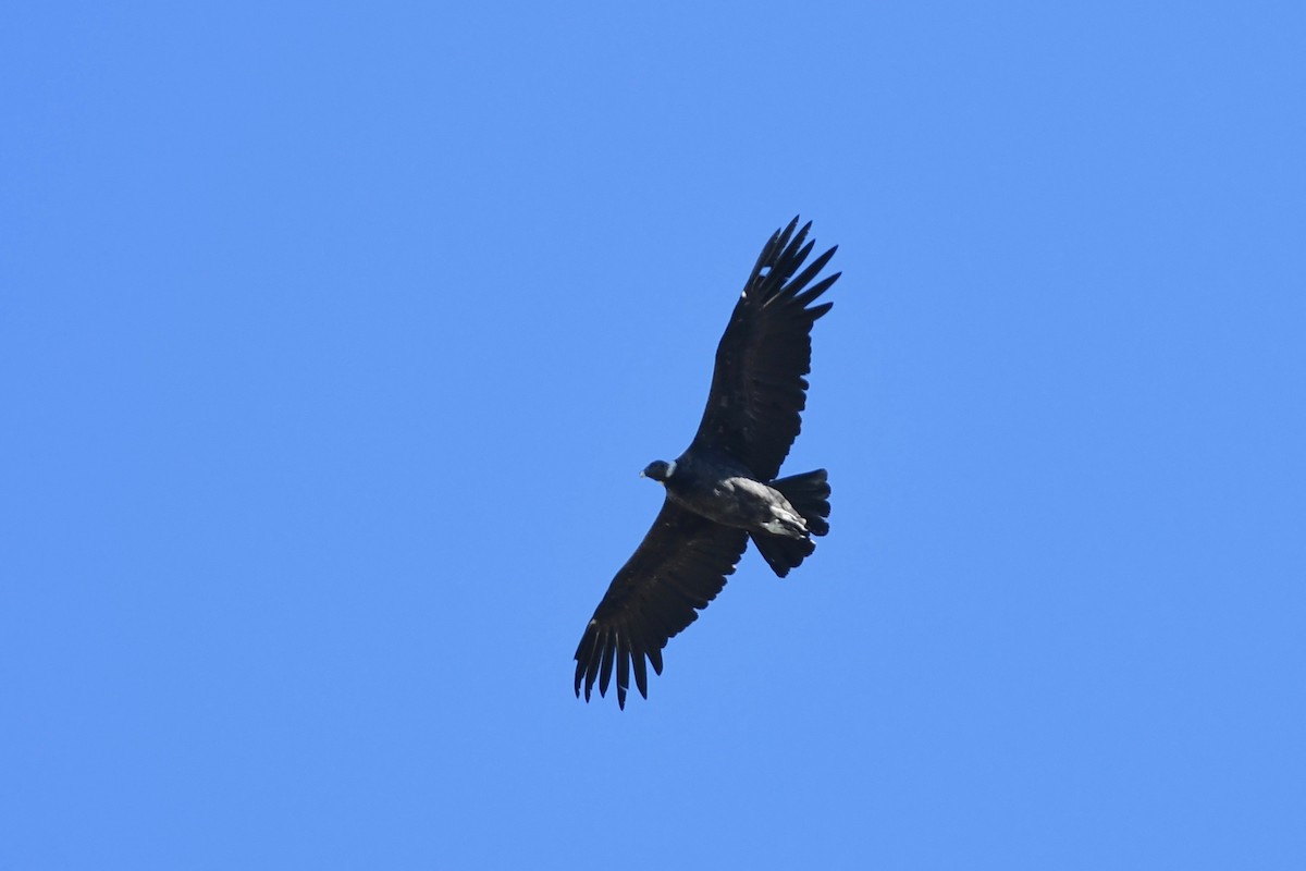 Andean Condor - ML616160743