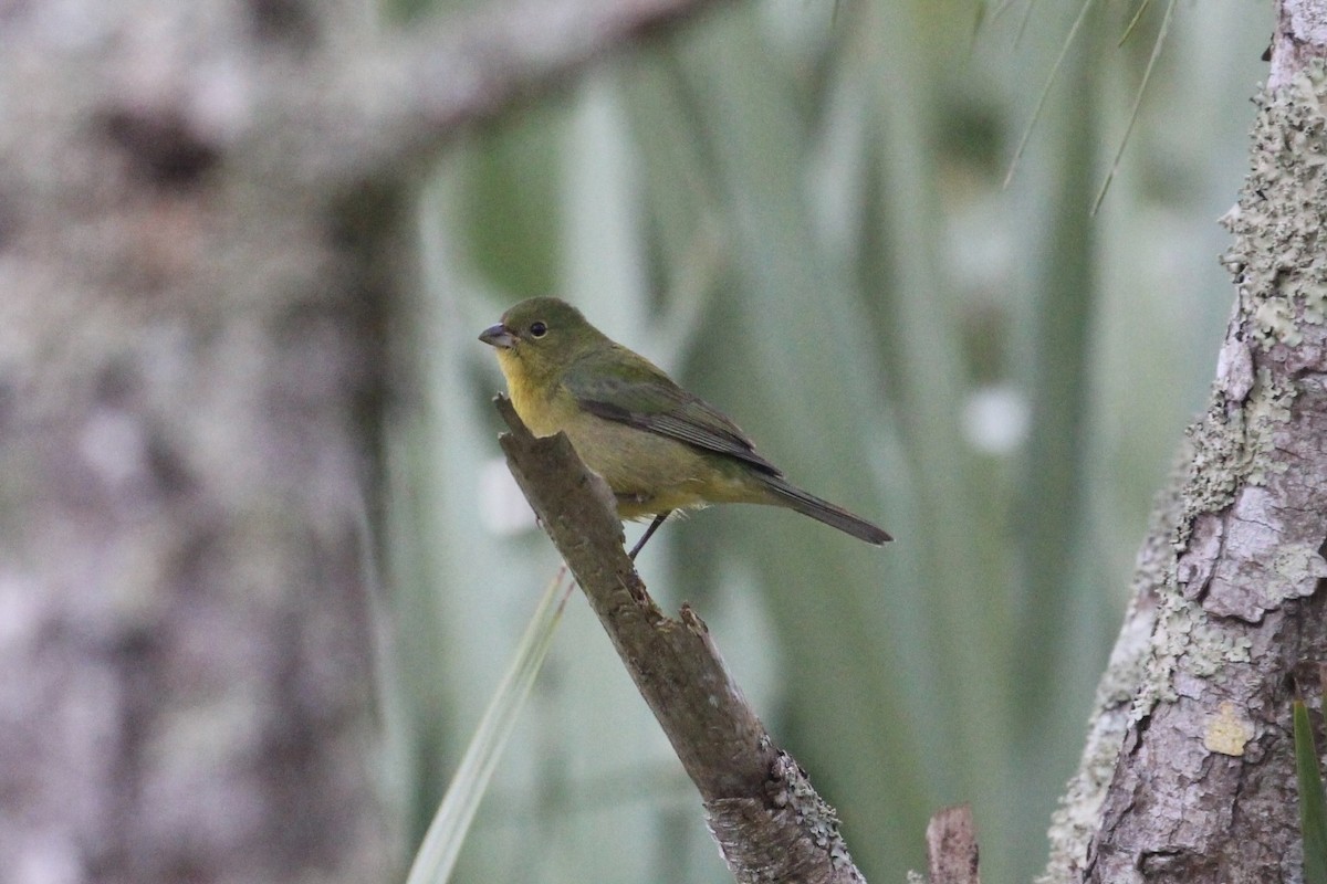 Painted Bunting - ML616160820
