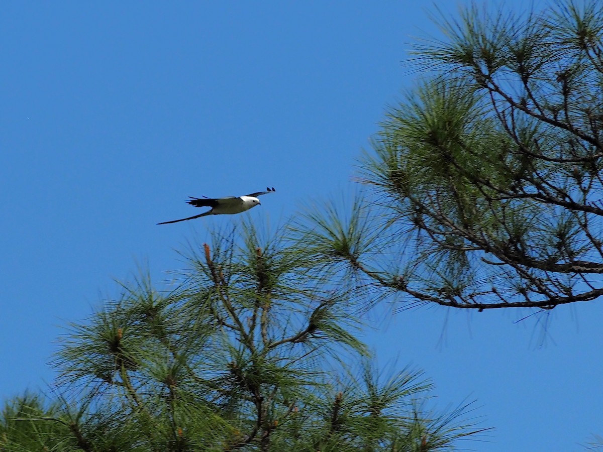 Swallow-tailed Kite - ML616160829