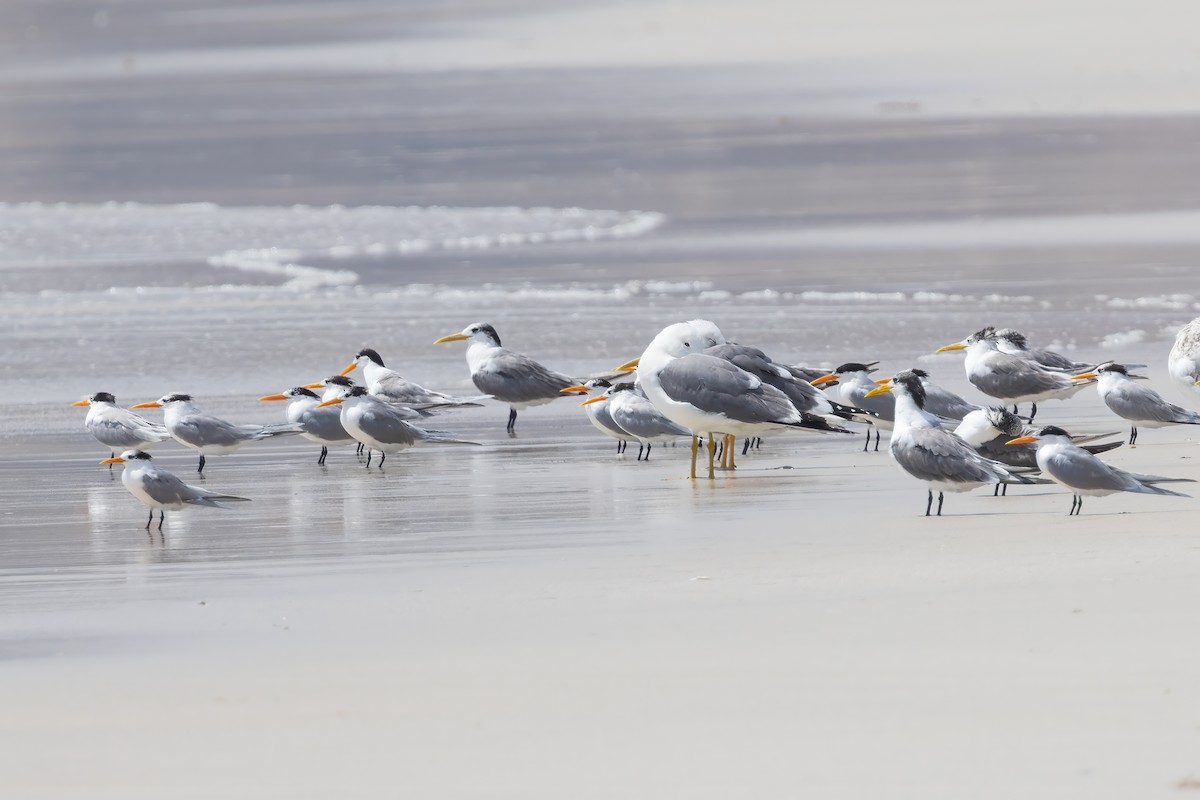 Great Crested Tern - ML616160878