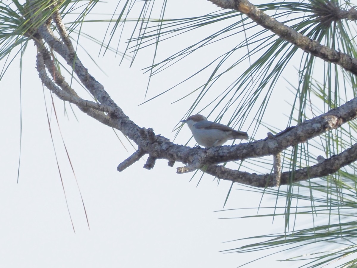 Brown-headed Nuthatch - ML616160964