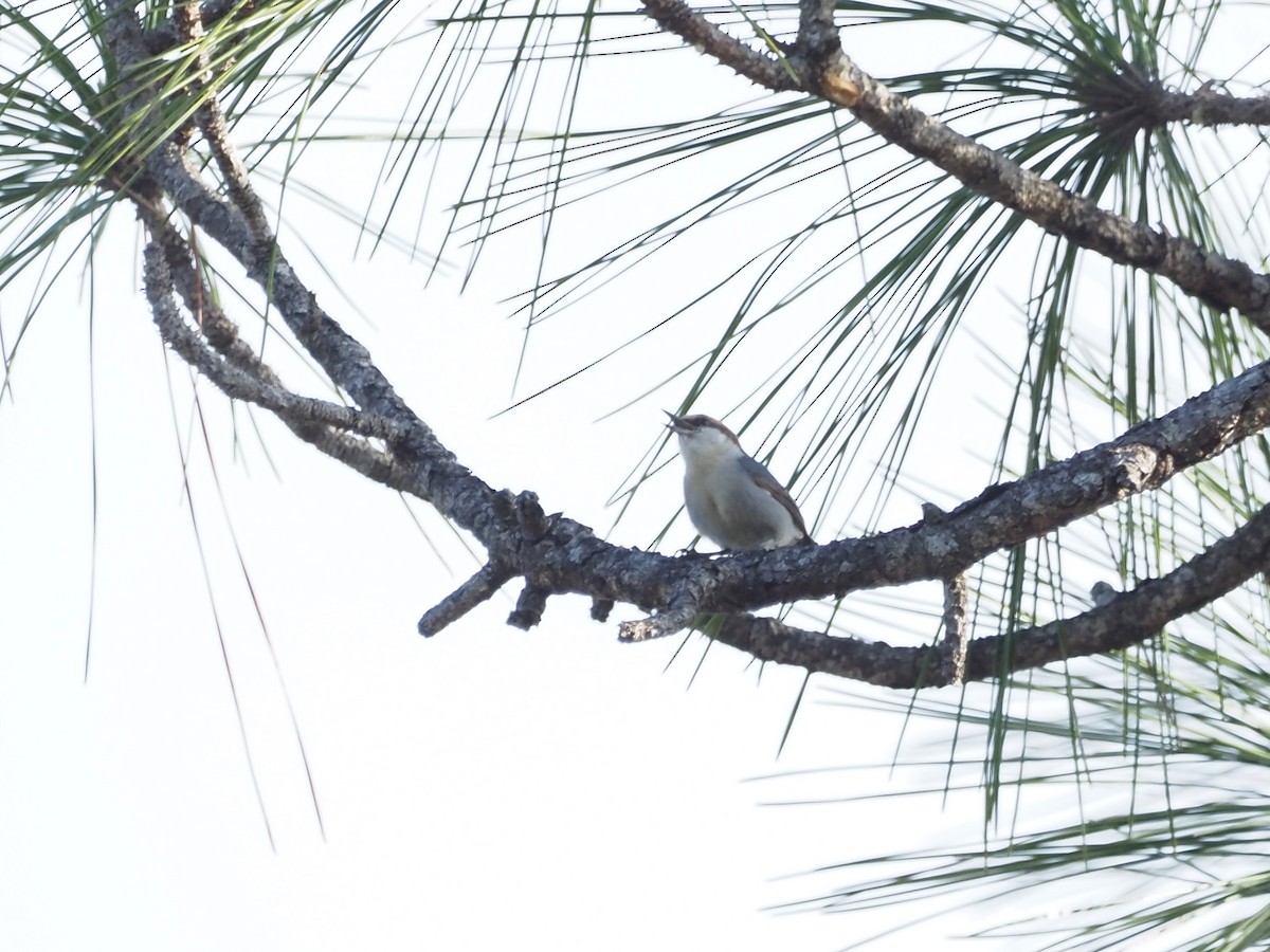 Brown-headed Nuthatch - ML616160978