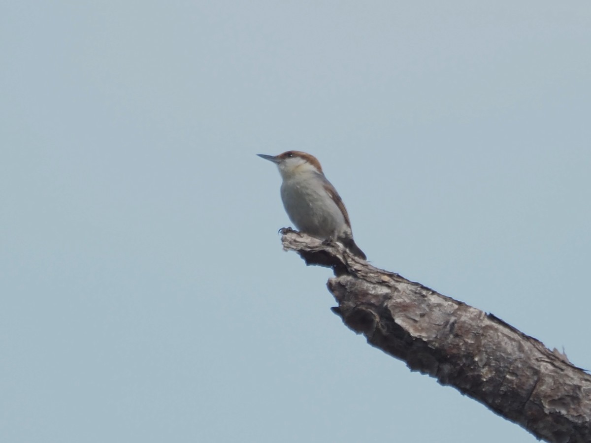 Brown-headed Nuthatch - ML616161001