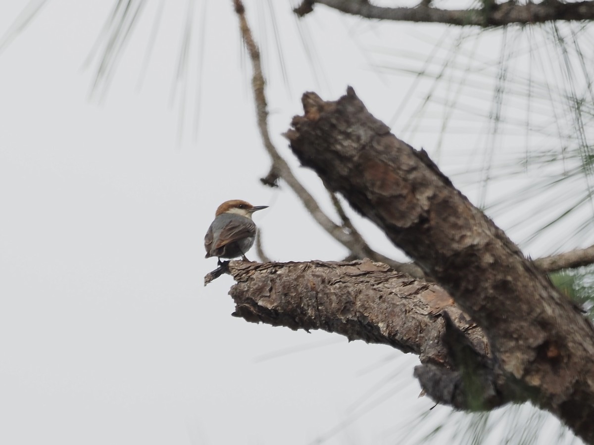 Brown-headed Nuthatch - ML616161017