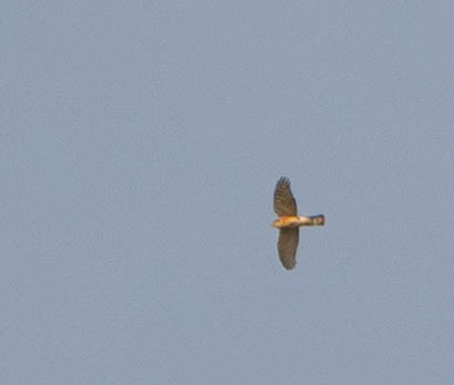Rufous-breasted Sparrowhawk - ML616161131