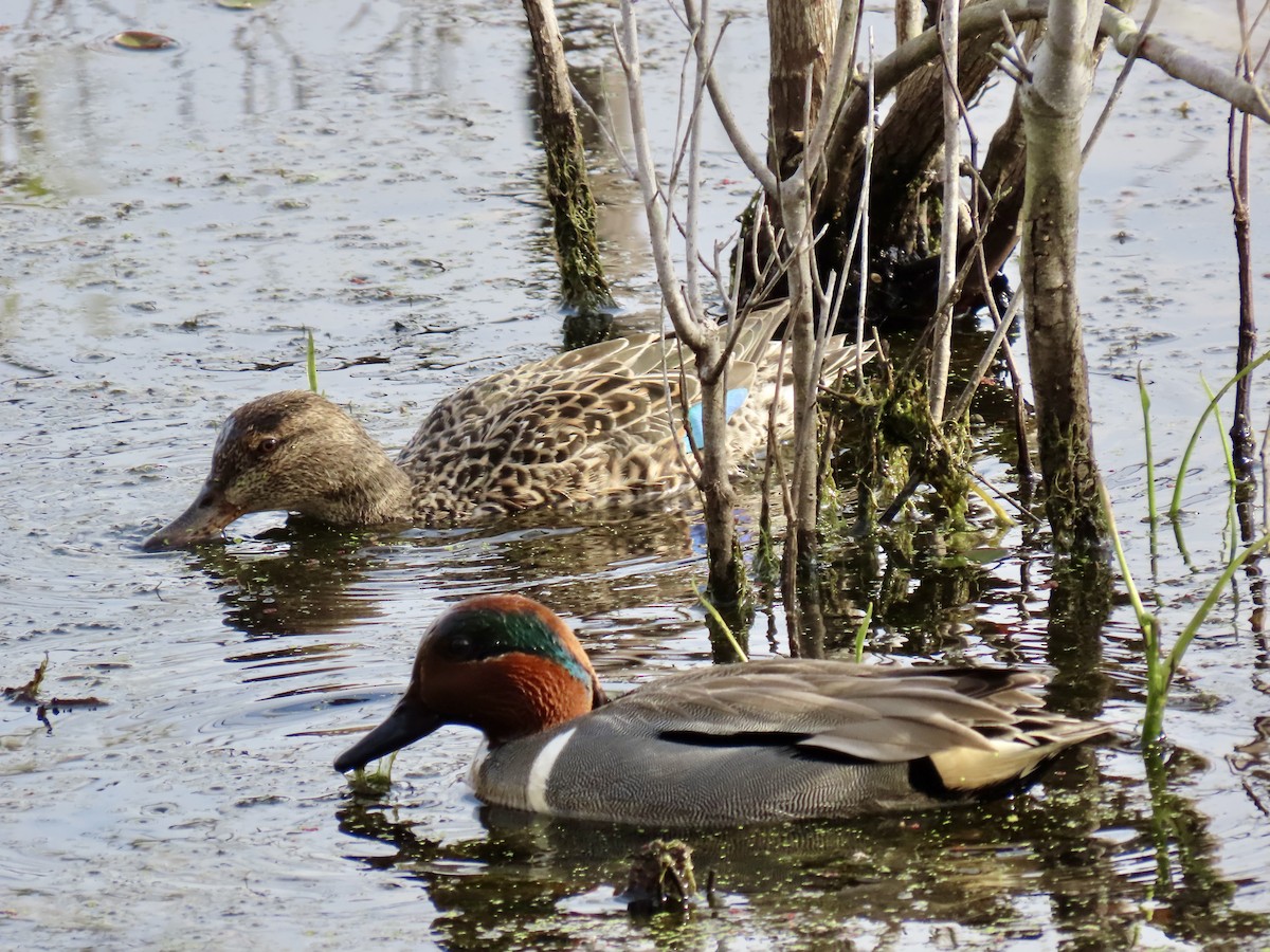 Green-winged Teal - ML616161351