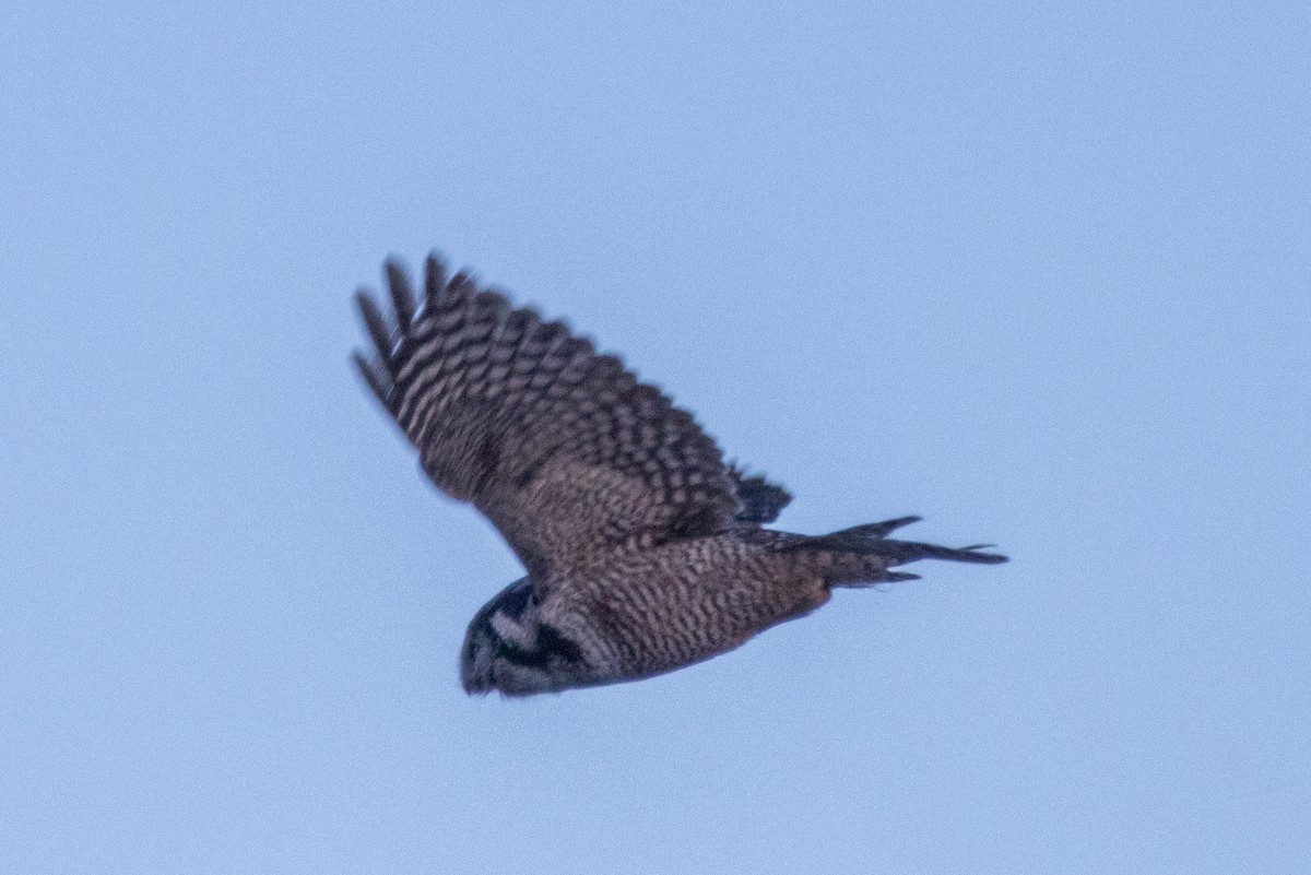 Northern Hawk Owl - ML616161549