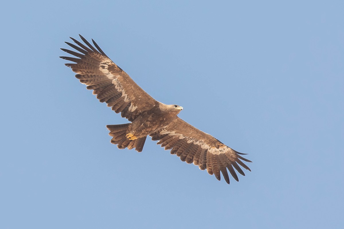 Steppe Eagle - Chris Venetz | Ornis Birding Expeditions