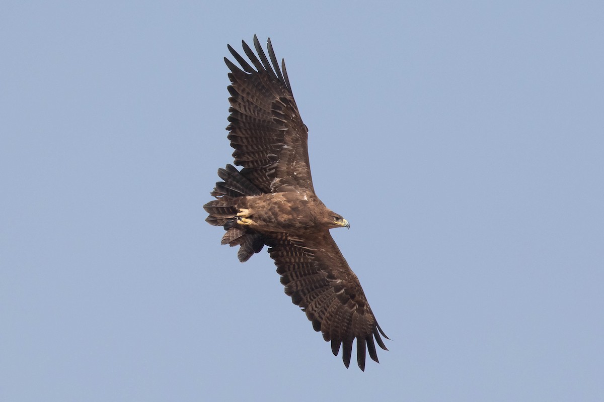 Steppe Eagle - Chris Venetz | Ornis Birding Expeditions