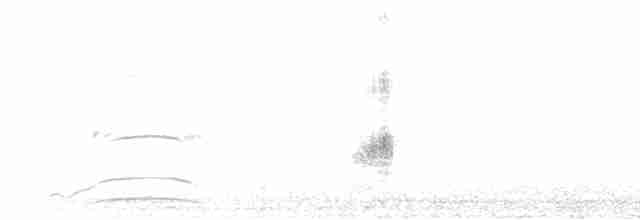 graveugle (cunicularia gr.) - ML616161762