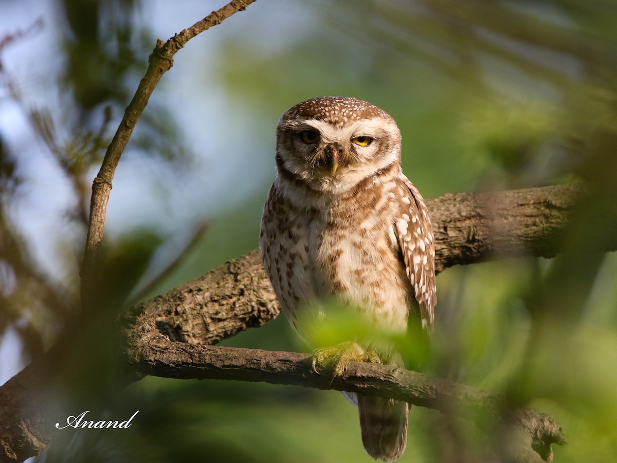 Spotted Owlet - ML616161768