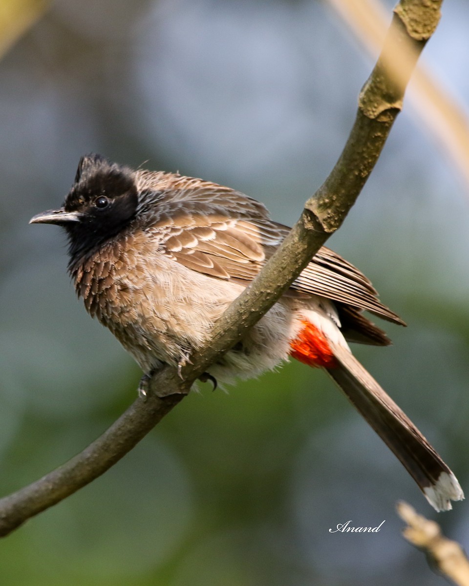 Red-vented Bulbul - ML616161820