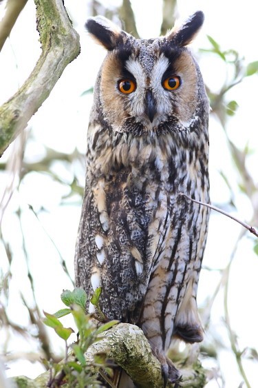 Long-eared Owl - David Cooper