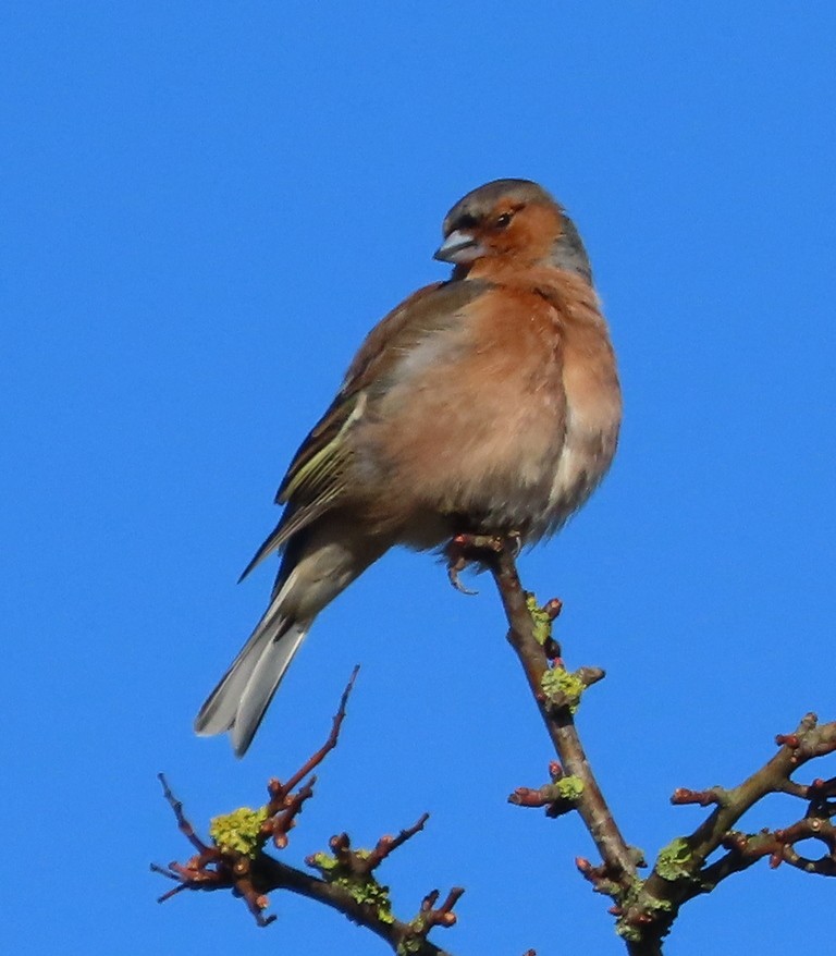 Common Chaffinch - George and Teresa Baker