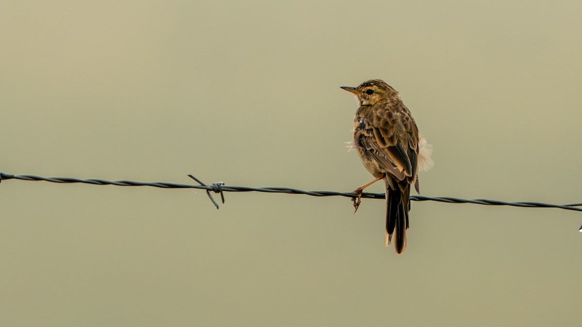 African Pipit - Javier Cotin