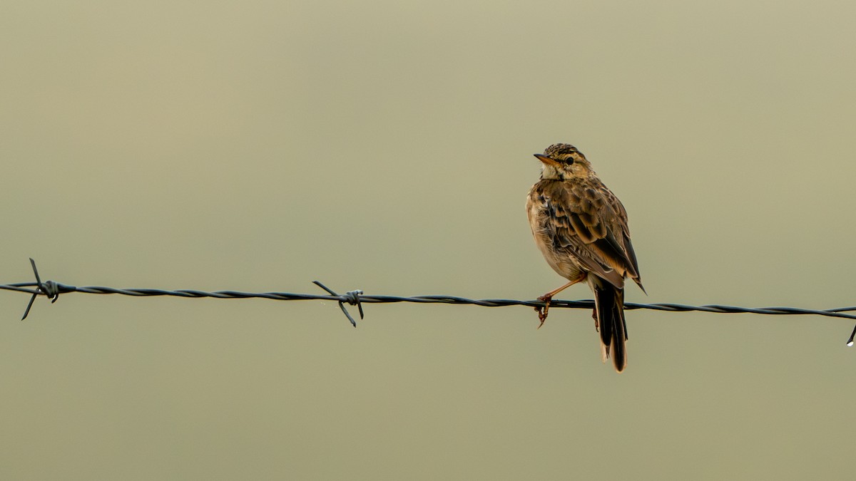 Pipit africain - ML616162107
