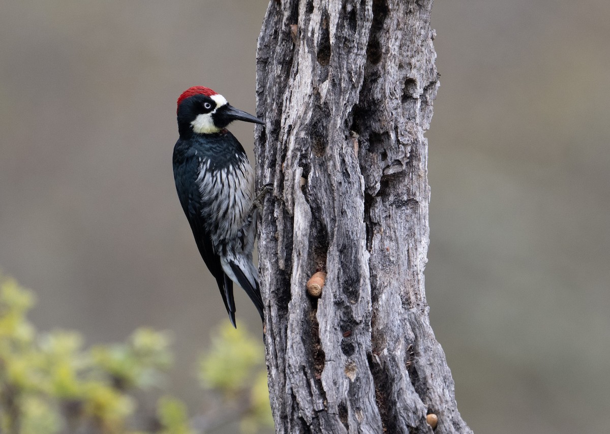 Acorn Woodpecker - ML616162116