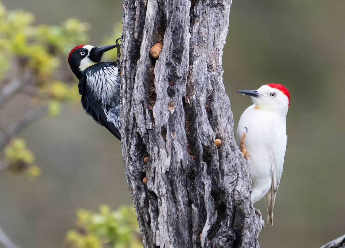 Acorn Woodpecker - Mark Rauzon