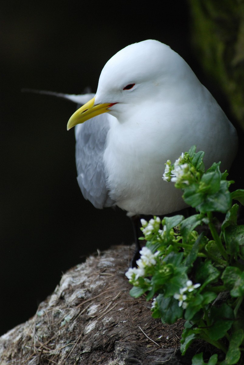 Mouette tridactyle - ML616162165