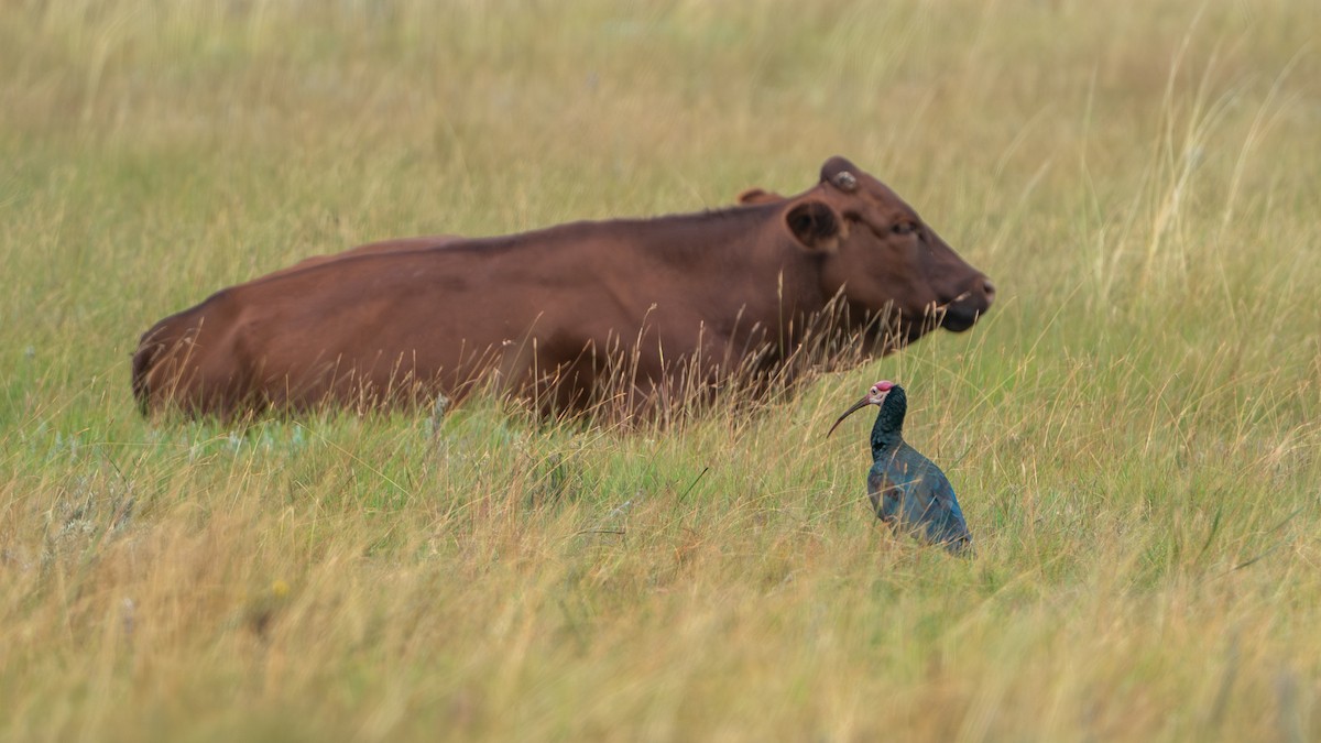 ibis jihoafrický - ML616162226