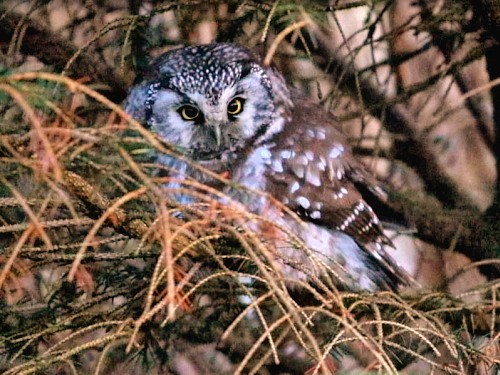 Boreal Owl - David Cooper