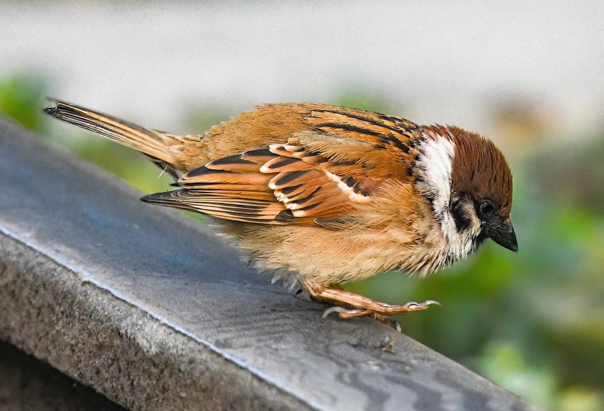 Eurasian Tree Sparrow - ML616162266